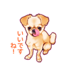 毎日きなこ⑤♪ペキニーズ＆チワワの女の子（個別スタンプ：5）