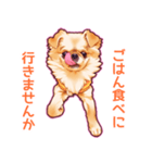 毎日きなこ⑤♪ペキニーズ＆チワワの女の子（個別スタンプ：10）