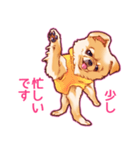 毎日きなこ⑤♪ペキニーズ＆チワワの女の子（個別スタンプ：12）
