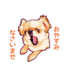 毎日きなこ⑤♪ペキニーズ＆チワワの女の子（個別スタンプ：16）