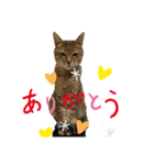 保護猫まるにゃん（個別スタンプ：3）