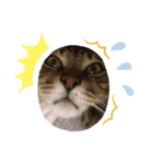 保護猫まるにゃん（個別スタンプ：5）