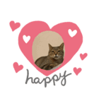 保護猫まるにゃん（個別スタンプ：7）
