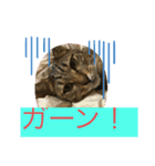 保護猫まるにゃん（個別スタンプ：8）