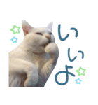 ぷんちゃん～ごきげん編～（個別スタンプ：8）