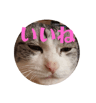 猫オンリー2（個別スタンプ：1）