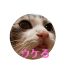猫オンリー2（個別スタンプ：2）