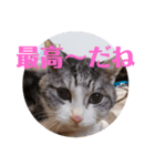 猫オンリー2（個別スタンプ：3）