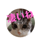 猫オンリー2（個別スタンプ：4）