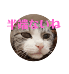猫オンリー2（個別スタンプ：5）