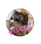 猫オンリー2（個別スタンプ：6）