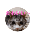 猫オンリー2（個別スタンプ：7）