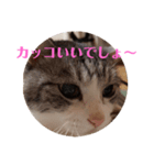 猫オンリー2（個別スタンプ：8）