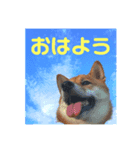 柴犬もなかのスタンプ（個別スタンプ：2）