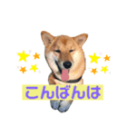 柴犬もなかのスタンプ（個別スタンプ：3）