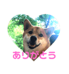 柴犬もなかのスタンプ（個別スタンプ：5）