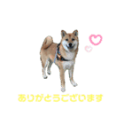 柴犬もなかのスタンプ（個別スタンプ：6）