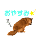 柴犬もなかのスタンプ（個別スタンプ：7）
