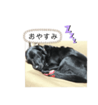黒ラブのララちゃん（個別スタンプ：5）