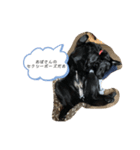 黒ラブのララちゃん（個別スタンプ：7）