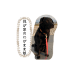 黒ラブのララちゃん（個別スタンプ：8）