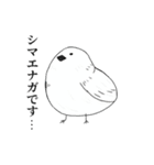 自己紹介をするデブ鳥たち（個別スタンプ：3）