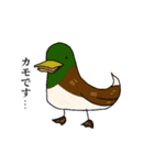 自己紹介をするデブ鳥たち（個別スタンプ：7）