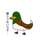 自己紹介をするデブ鳥たち（個別スタンプ：8）