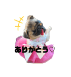 パグのかきちゃん2（個別スタンプ：5）
