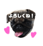 パグのかきちゃん2（個別スタンプ：7）