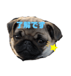 パグのかきちゃん2（個別スタンプ：8）