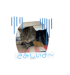 アメショーりーちゃん（個別スタンプ：1）