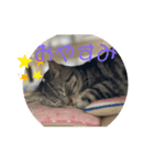 アメショーりーちゃん（個別スタンプ：3）