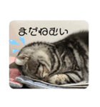 アメショーりーちゃん（個別スタンプ：6）