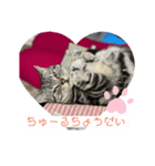 アメショーりーちゃん（個別スタンプ：7）