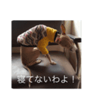 イタグレ mauiスタンプ（個別スタンプ：6）