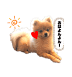 巷で有名なまめ助さん①（個別スタンプ：1）