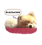 巷で有名なまめ助さん①（個別スタンプ：4）
