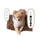 巷で有名なまめ助さん①（個別スタンプ：6）