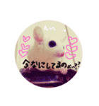 我が家の可愛いモモンガちゃん（個別スタンプ：3）