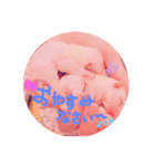 我が家の可愛いモモンガちゃん（個別スタンプ：5）