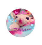 我が家の可愛いモモンガちゃん（個別スタンプ：6）