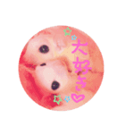 我が家の可愛いモモンガちゃん（個別スタンプ：8）