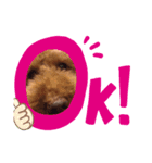 dogcocoa2（個別スタンプ：1）