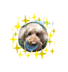 dogcocoa2（個別スタンプ：2）