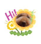 dogcocoa2（個別スタンプ：3）