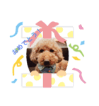 dogcocoa2（個別スタンプ：6）
