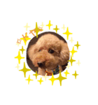 dogcocoa2（個別スタンプ：7）