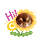 ペットのおかか（個別スタンプ：5）