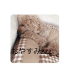 トイプードル ムック（個別スタンプ：3）